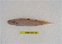 藏品(斑新鳚)的圖片